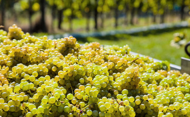 Winzer bei Weinlese im Weingarten