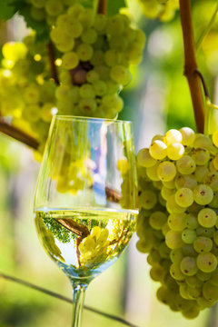 Weinglas im Weinberg