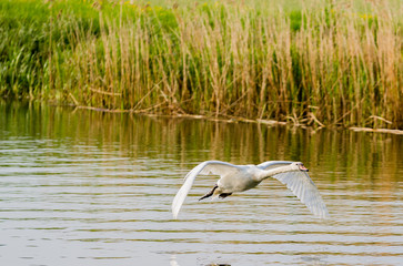 One swan flying
