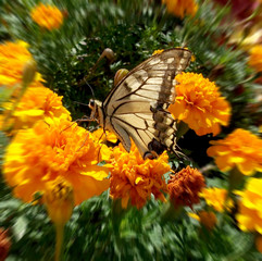 Obraz premium Butterfly on flower