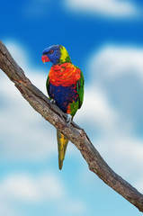 Rainbow lorikeet, australian parrot © Bits and Splits