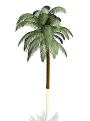 Palm tree on white background with reflection