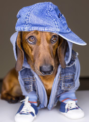 Dog in cotton cap