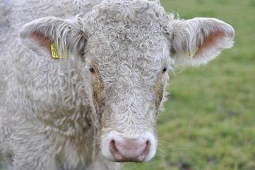 Cows Head Close-up in Field