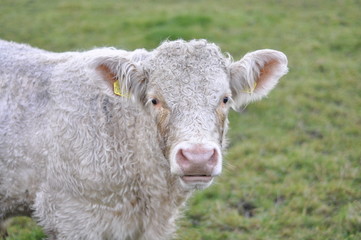 Cow In Field Closeup