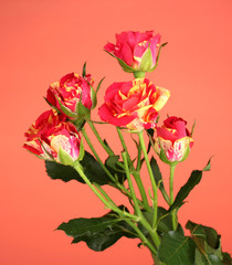 Fototapeta premium Beautiful red-yellow roses on red background close-up