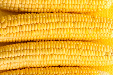 fresh corn, close up