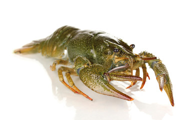 Alive crayfish isolated on white close-up