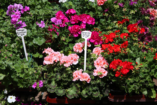 Geranium flowers at a market in Mainz, Germany
