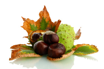 Chestnuts with autumn dried leaves, isolated on white