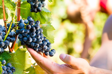 Winzer pflückt Wein Trauben zur Erntezeit