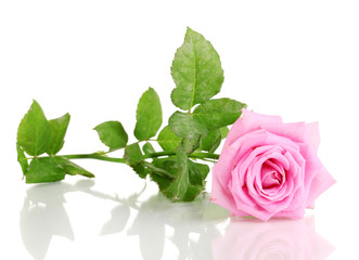 Beautiful pink rose isolated on white