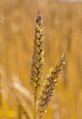 Weizen auf einem Feld