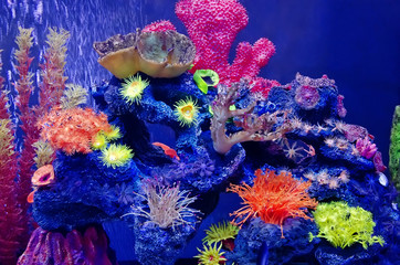 Variety of corals in aquarium