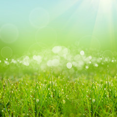 Obraz premium green natute background