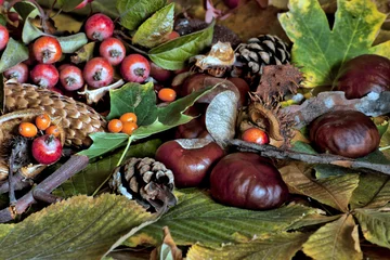 Fototapete Herbst autumn scene with chestnuts, pine cones and underbrush