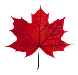 Autumn maple leaf isolated on white background - obrazy, fototapety, plakaty
