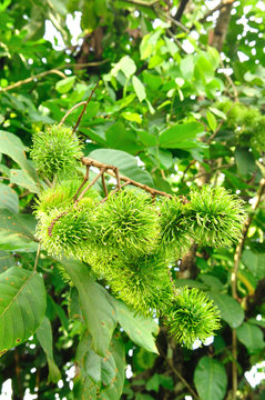 Green lambutan