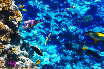 Obraz na płótnie Canvas Koral i ryby w Morzu Czerwonym. Egipt, Afryka.