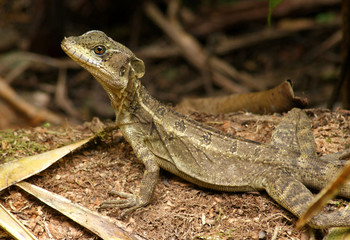 Lezard Jesus-Christ