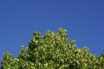 Fototapeta na wymiar Drzewa pod błękitne niebo