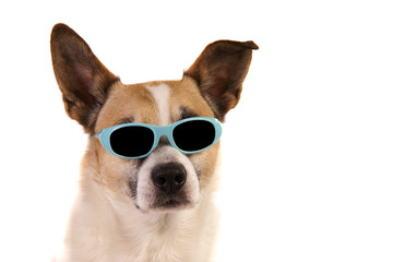 Jack russell, Hund mit Brille
