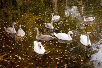 Fototapeten Schwäne in einem Teich zwischen Herbstlaub © ahavelaar