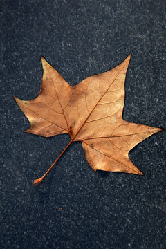 Fototapeta herfstblad op zwart marmer