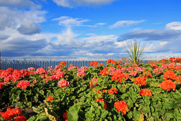 Summer garden with blooming red geranium