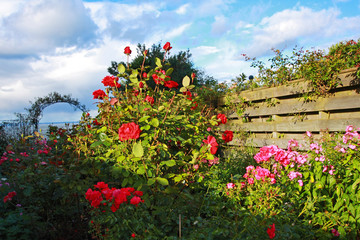 Beautiful garden with roses