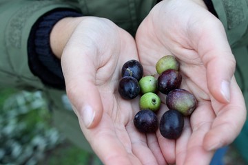 Olive harvest