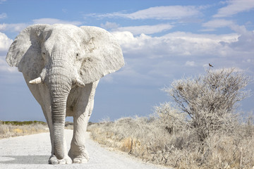 elephant road