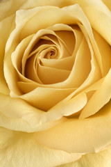Yellow rose flower