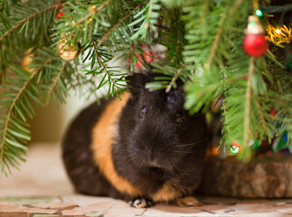 Guinea-pig at Christmas tree