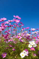 Fototapeta premium Cosmos flower and the sky