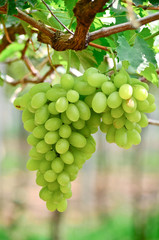 Picture of ripe white grape branch with grape leaves background