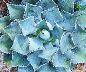 Macro of succulent plant in the desert