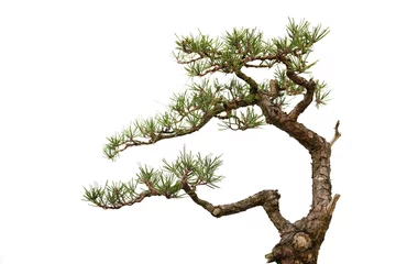 Deurstickers Informele rechtopstaande bonsaiboom op wit (deel) © rodho