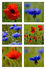 Collage of poppies and cornflowers