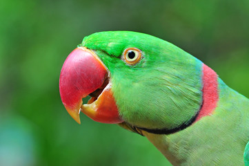 Colorful parrot Beautiful