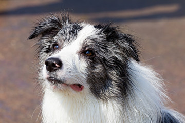 Border collie bluemerle