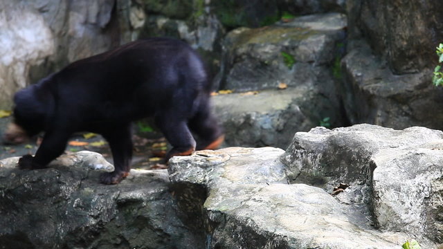 Malayan sun bear walking in the zoo