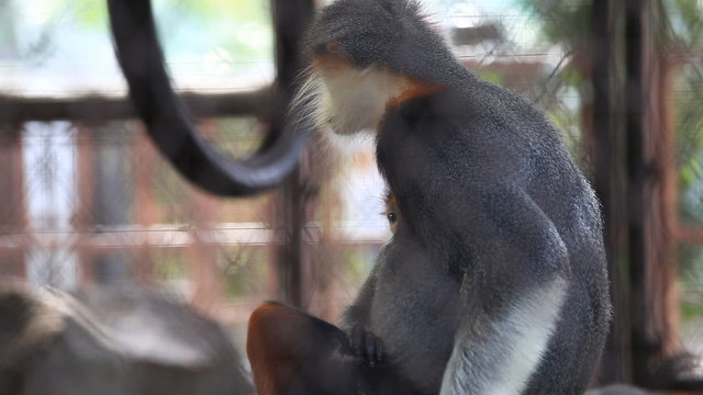 Red-shanked Douc in the cage, The five color of Douc Langur