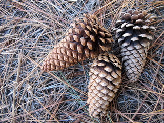 Pine cones on pine needle background