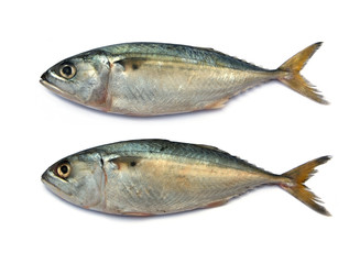 Fresh mackerel fish
