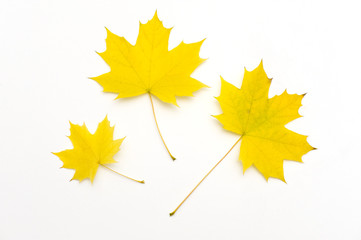 Three yellow leaves