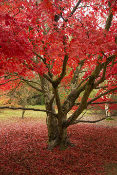 Red autumn leaves