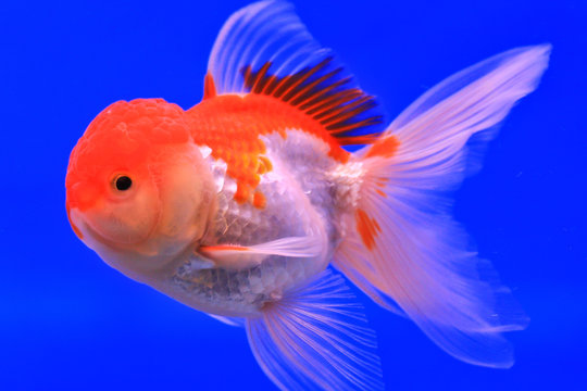 Goldfish in a glass cabinet
