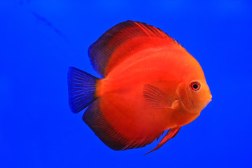 Fish in the aquarium glass