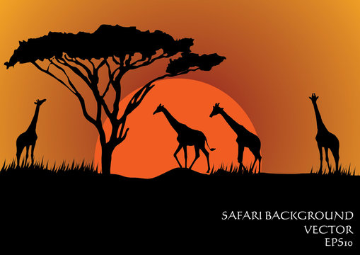 Silhouettes of giraffes in safari sunset background